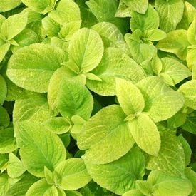 Golden Wizard, Coleus Seeds